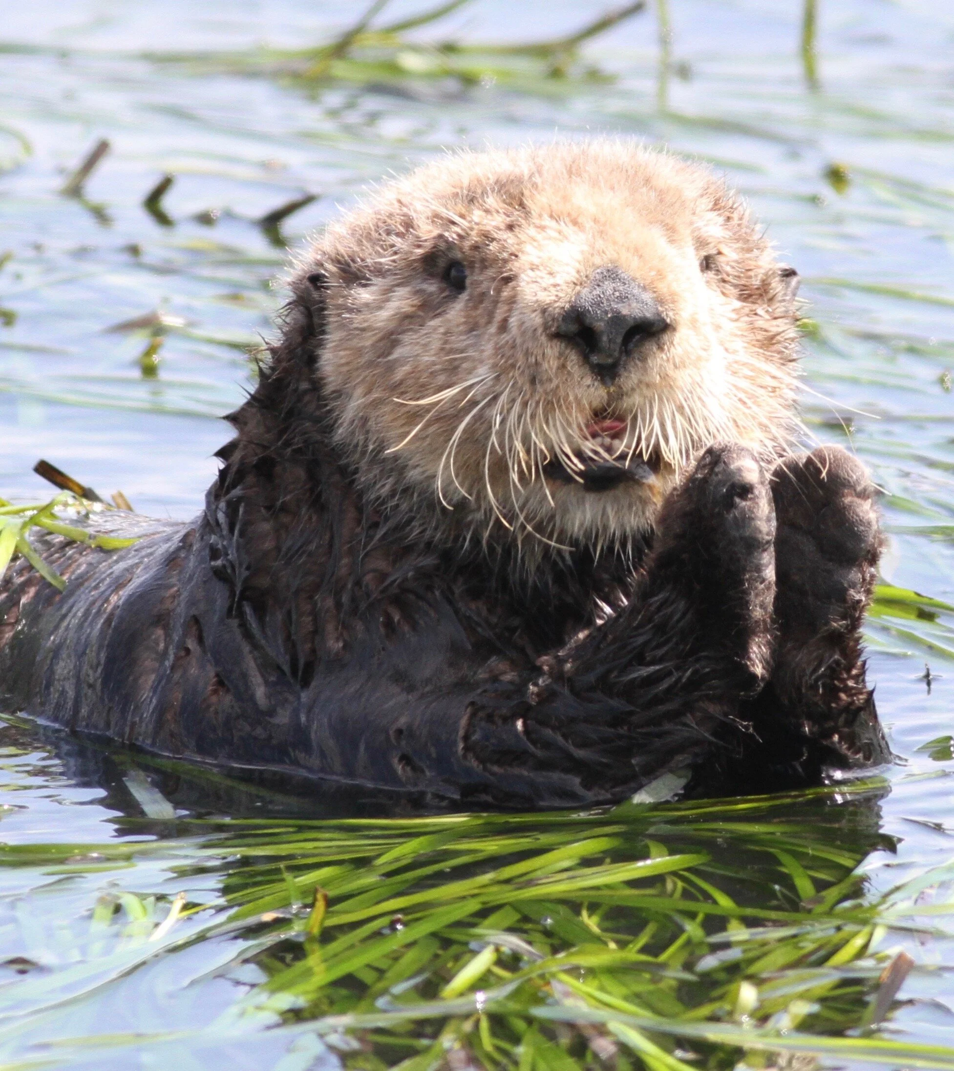 Threatened and Endangered — The Otter Project